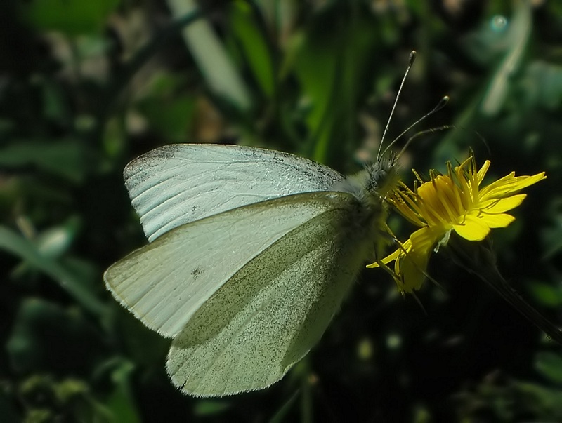 Pieridae da identificare